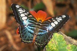 Schmetterling Philippinen